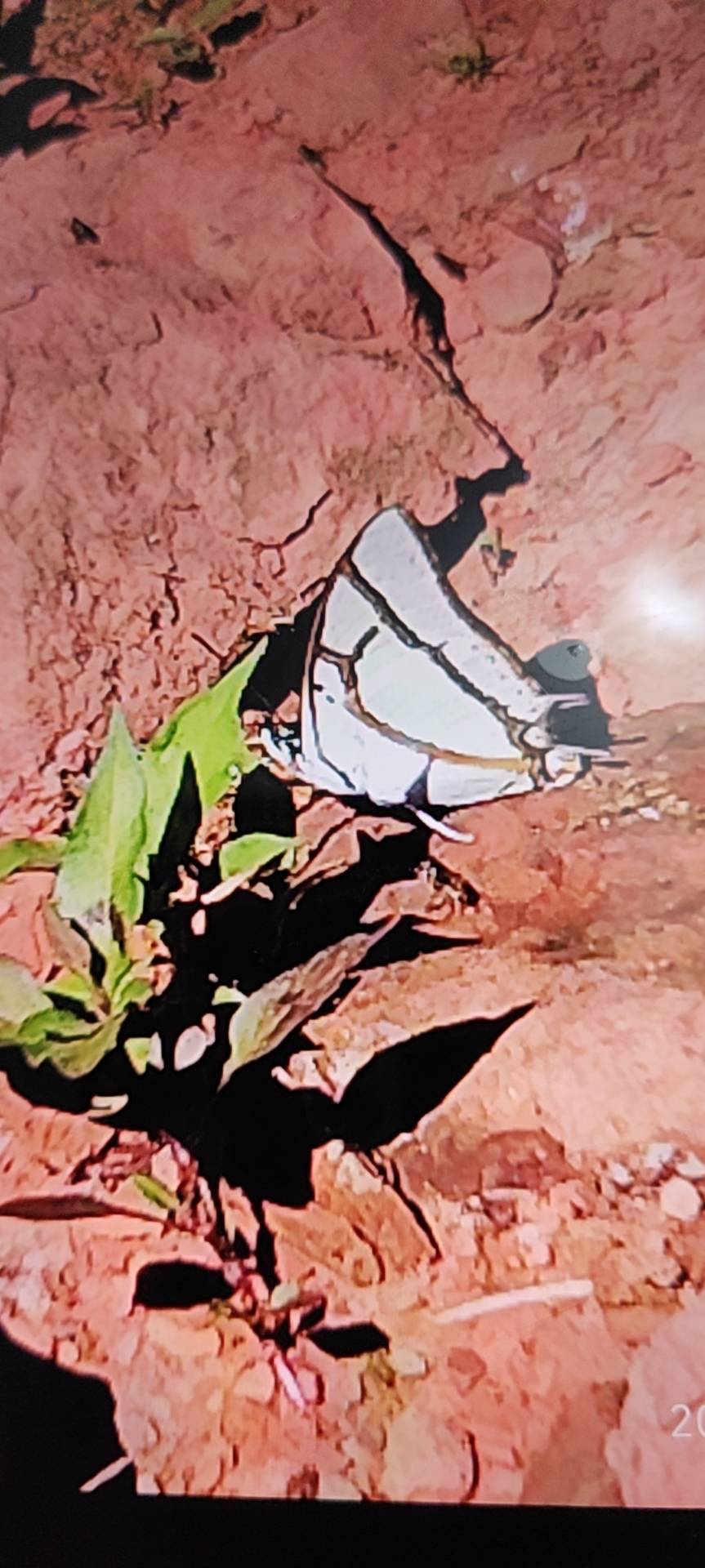 大二尾蛱蝶