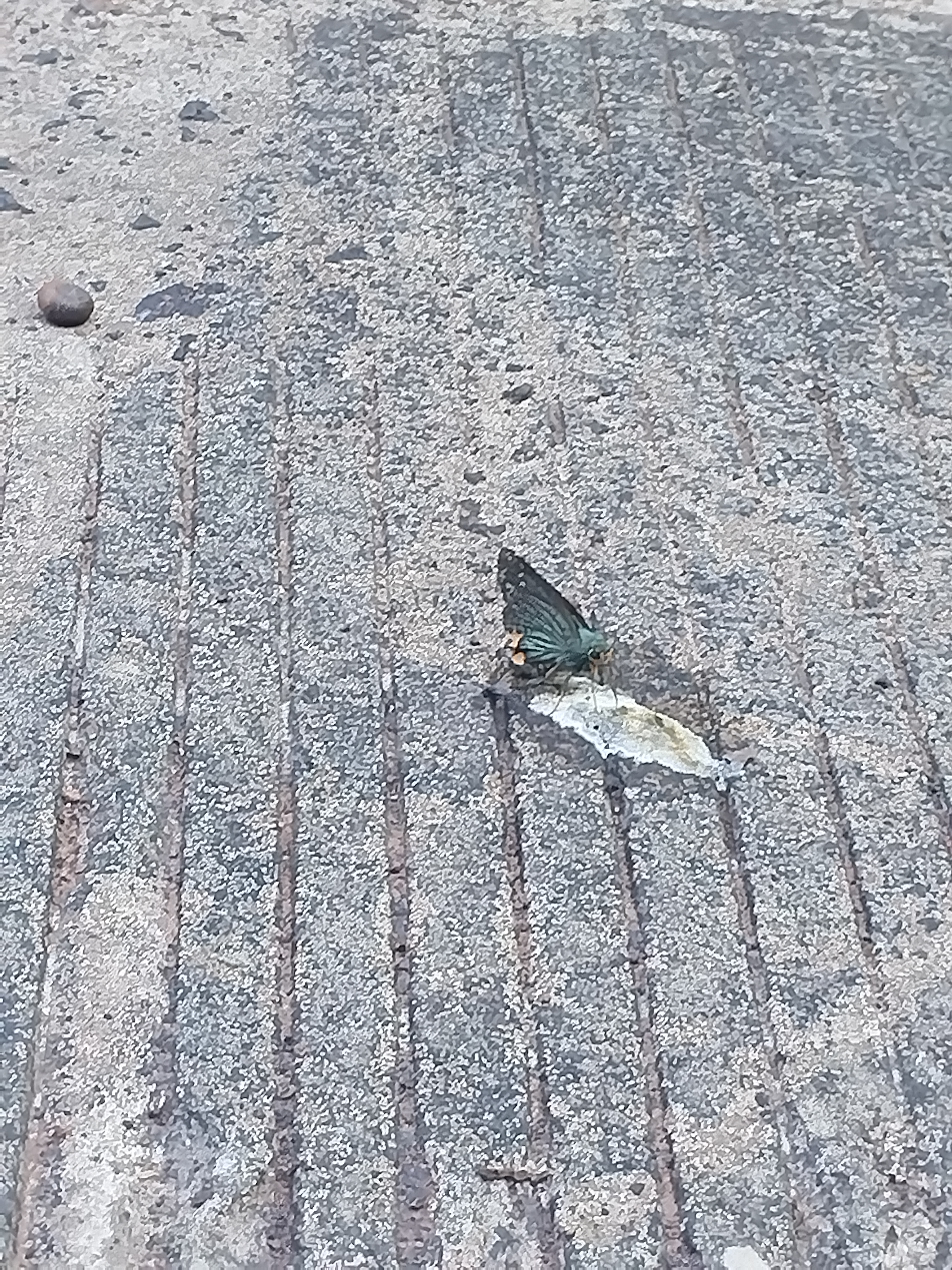 半黄绿弄蝶