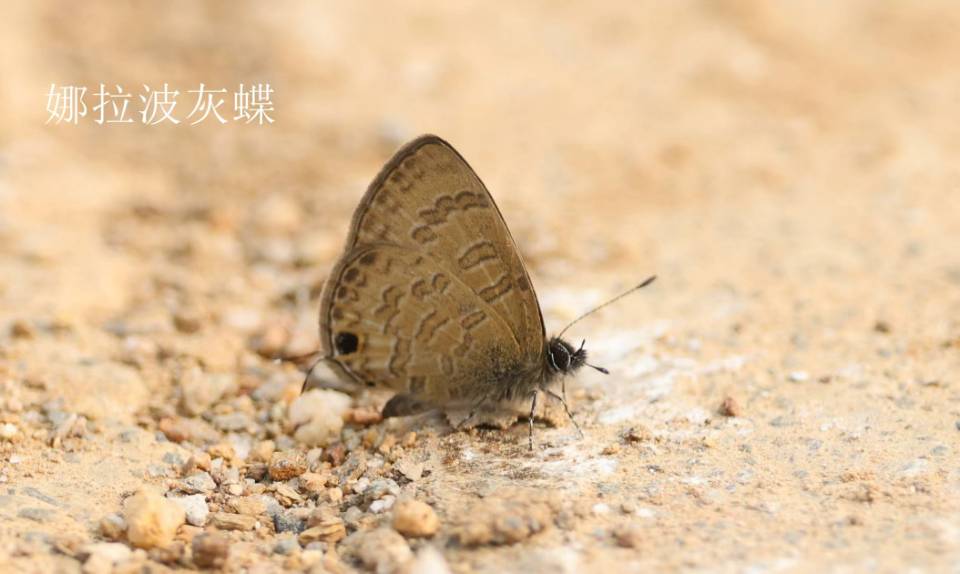 娜拉波灰蝶