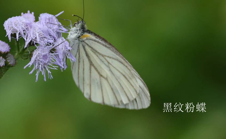 华西黑纹粉蝶