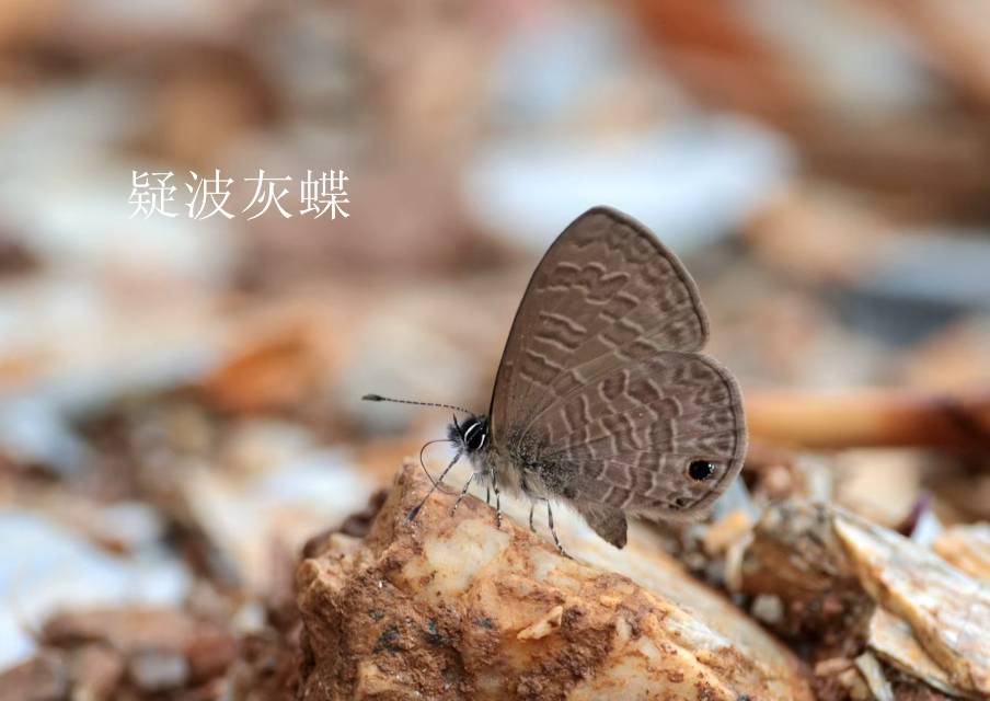 疑波灰蝶