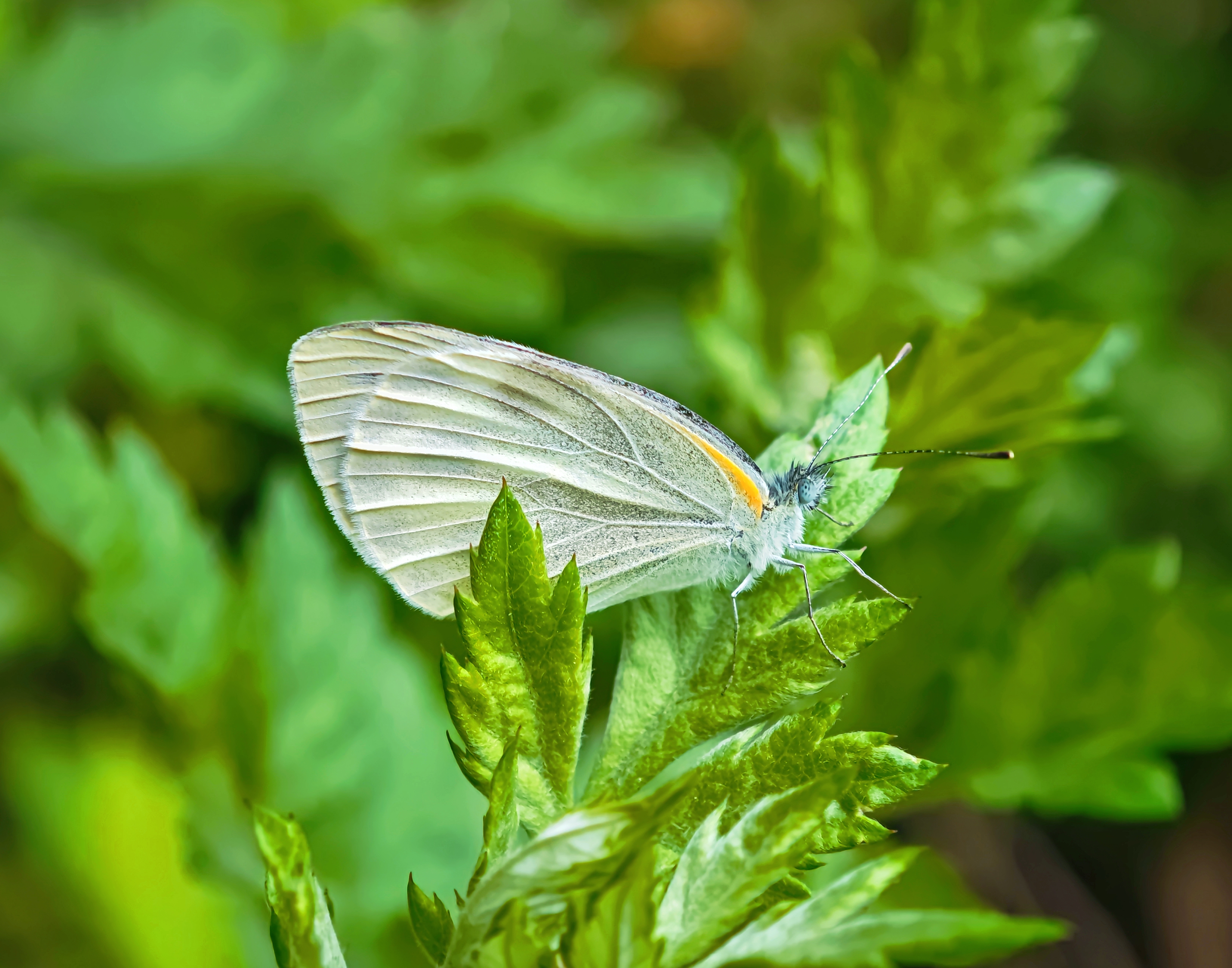东方菜粉蝶