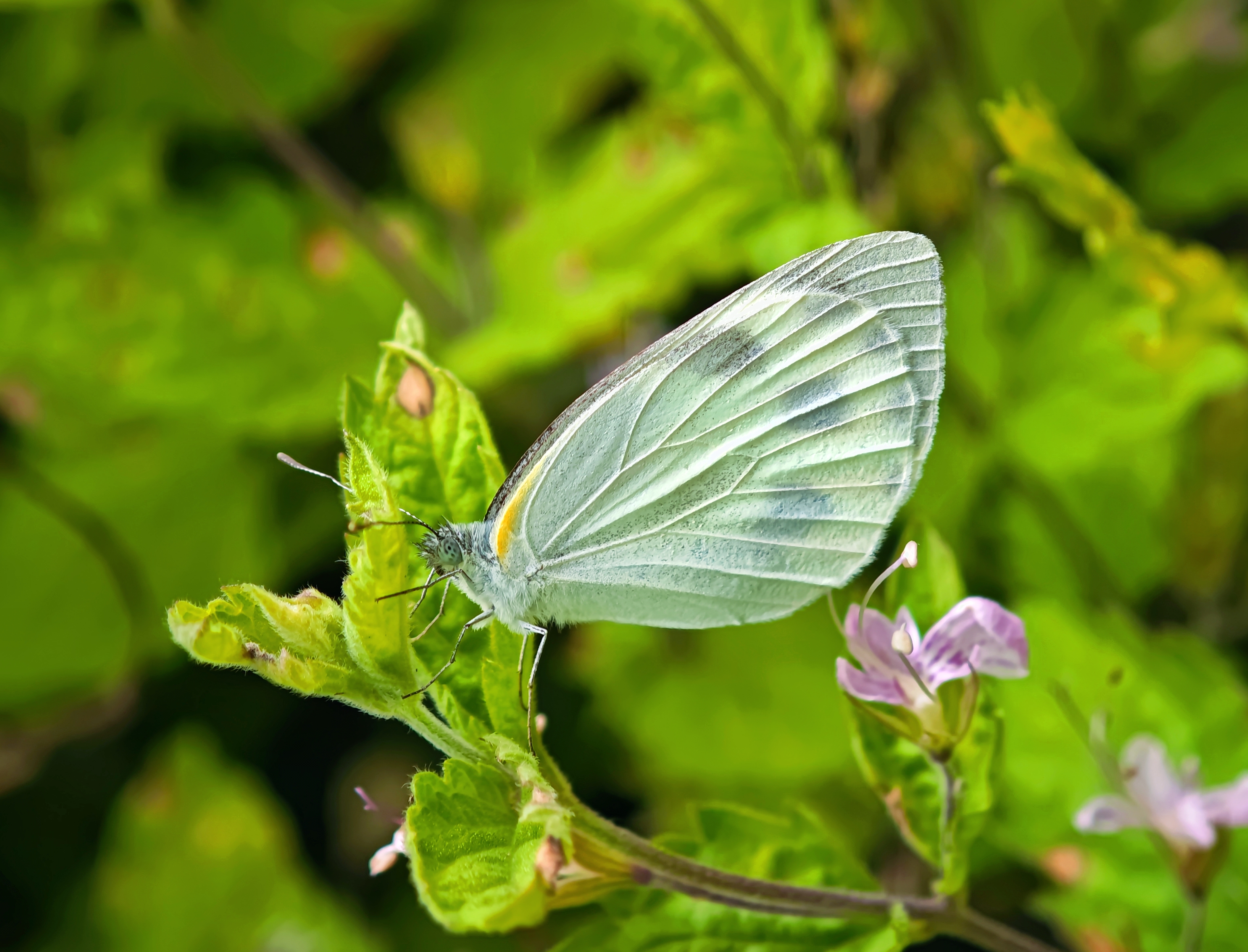 东方菜粉蝶