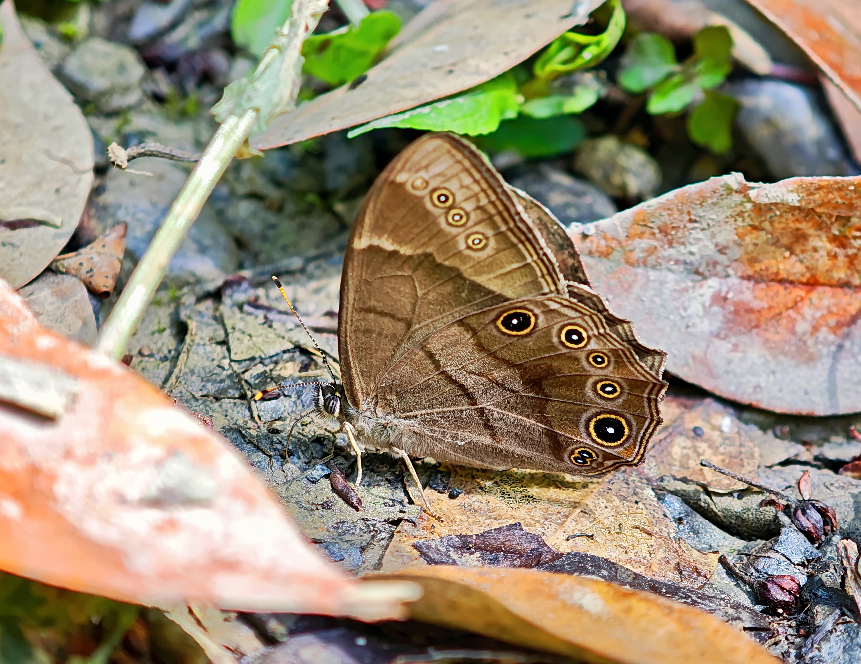 华西黛眼蝶