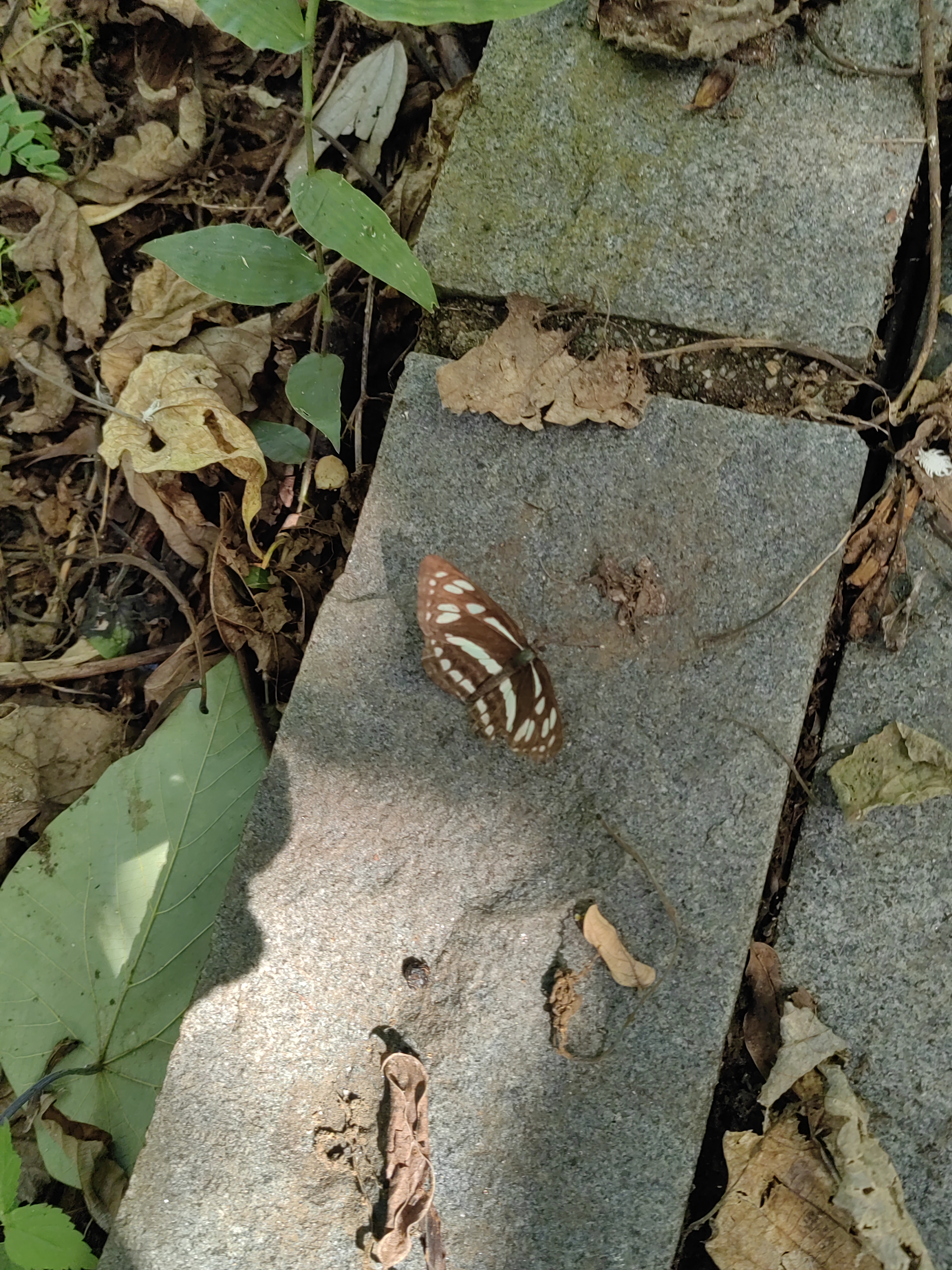 柱菲蛱蝶