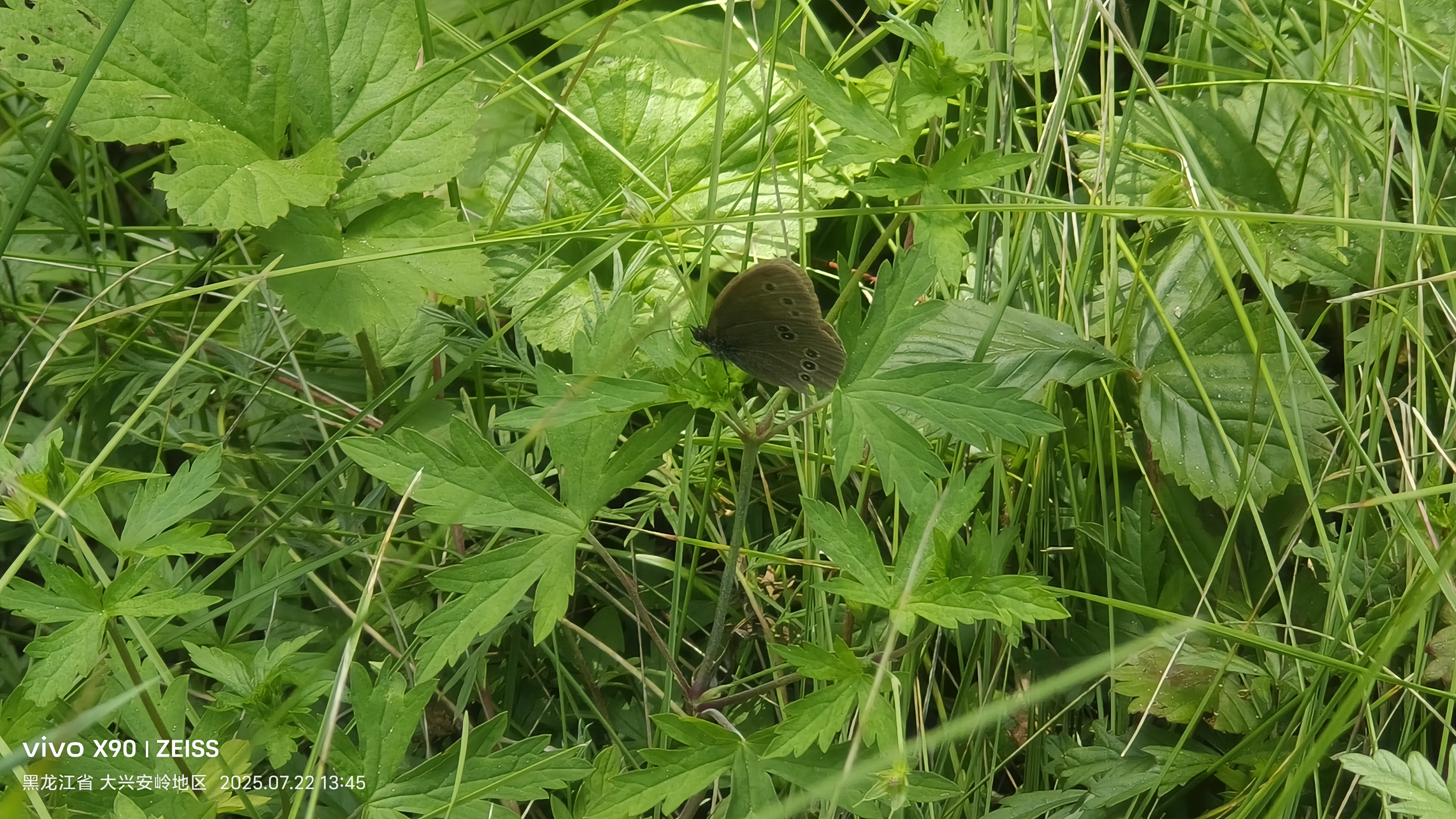 阿芬眼蝶