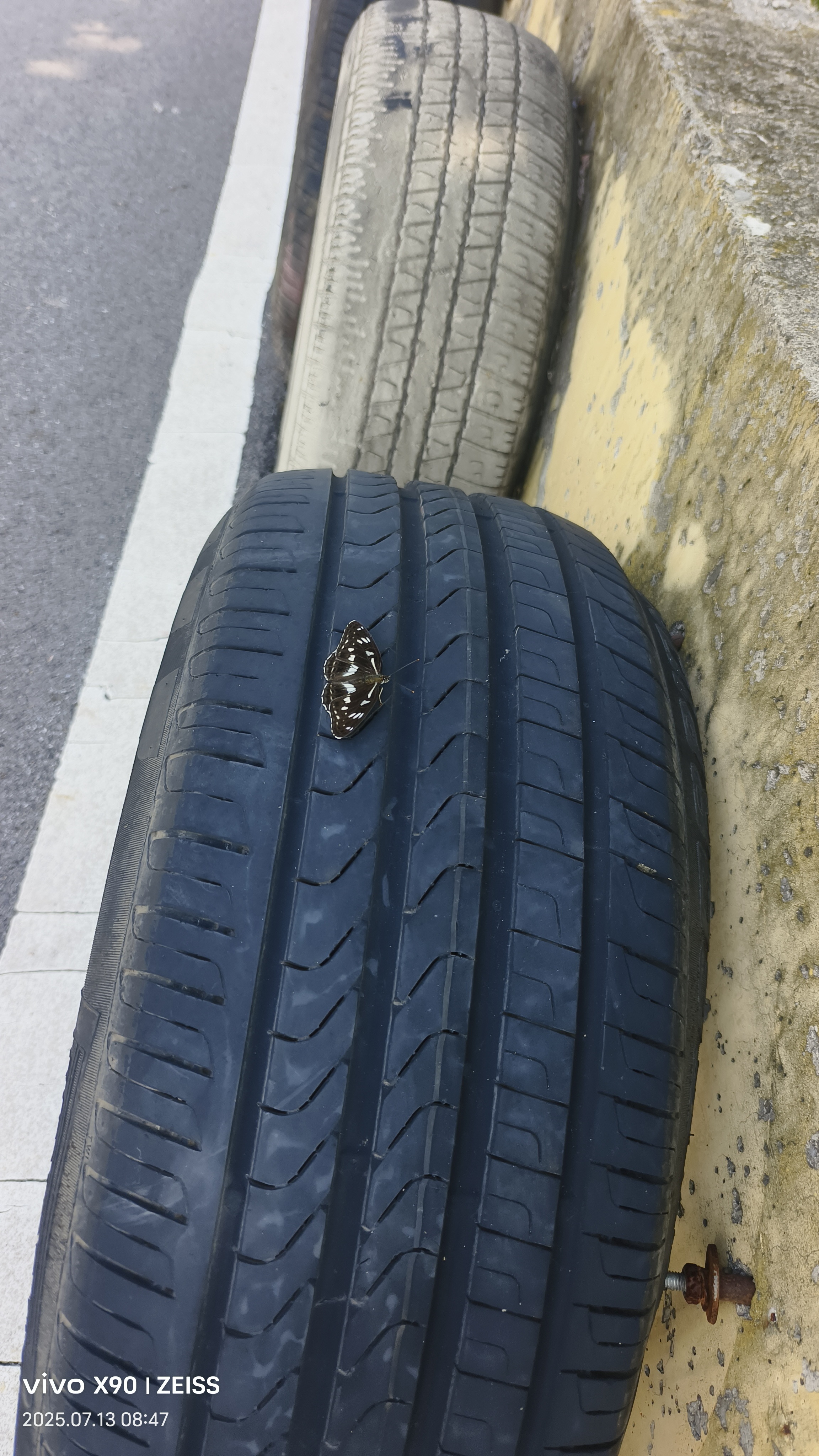 断眉线蛱蝶