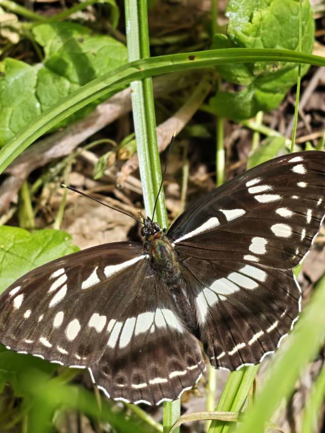 扬眉线蛱蝶