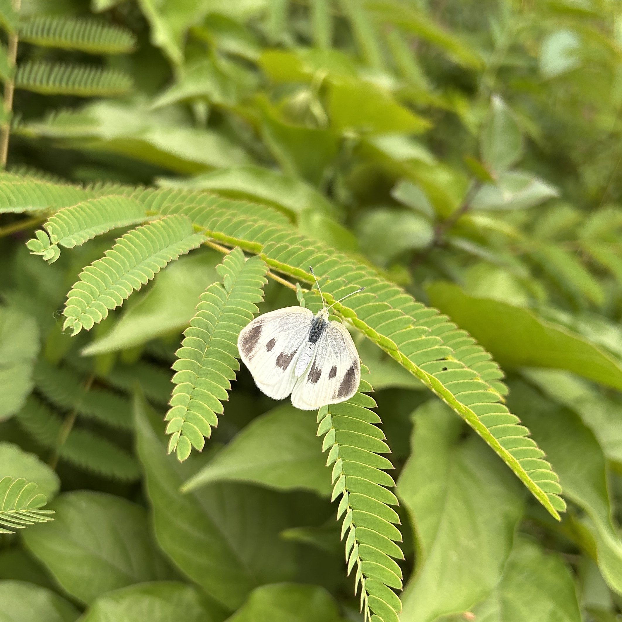 菜粉蝶