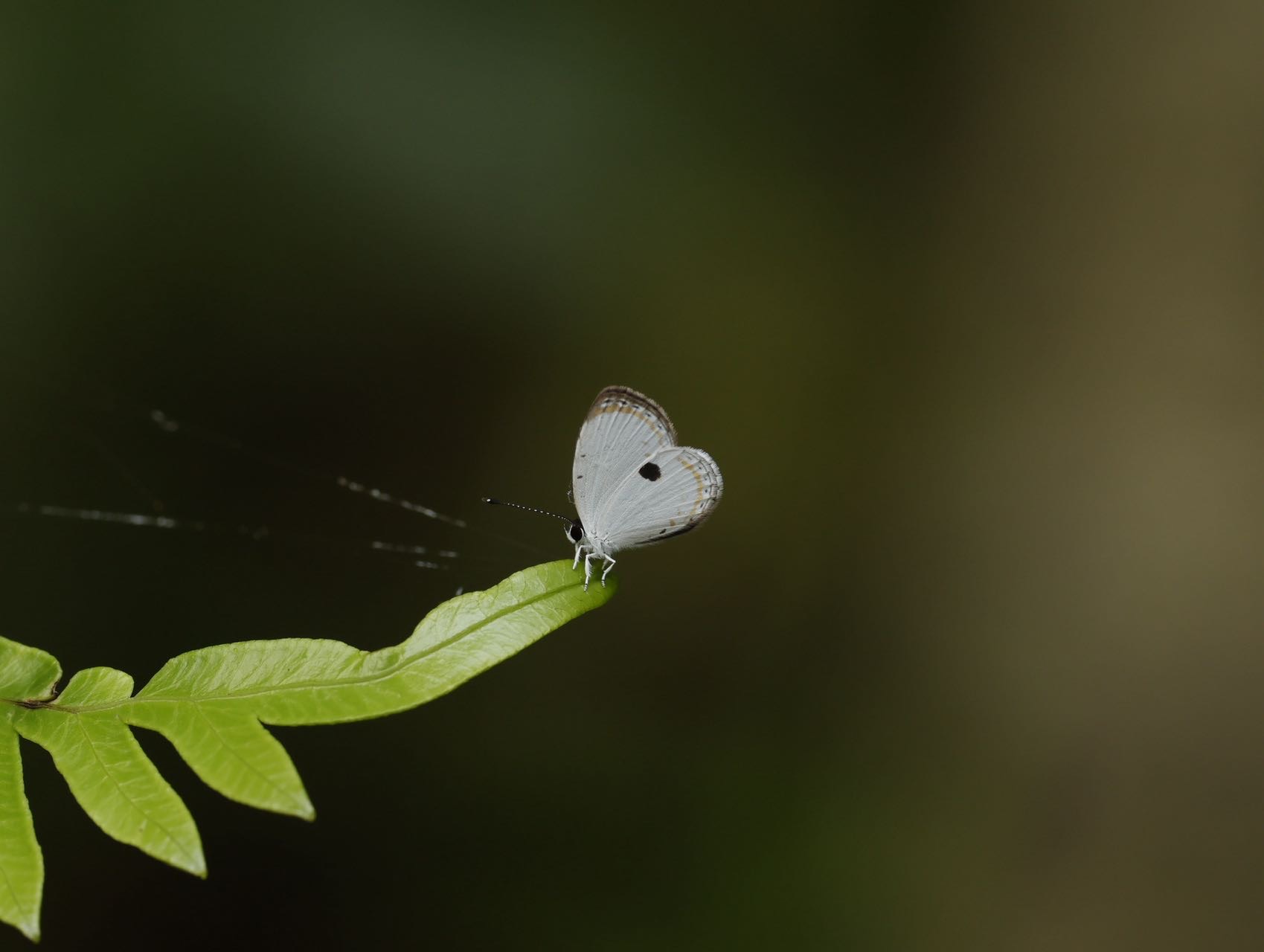 黑丸灰蝶