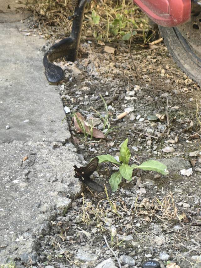 红珠凤蝶