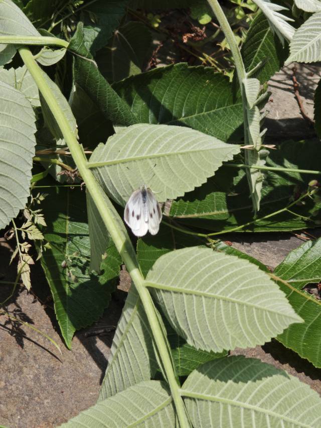 菜粉蝶