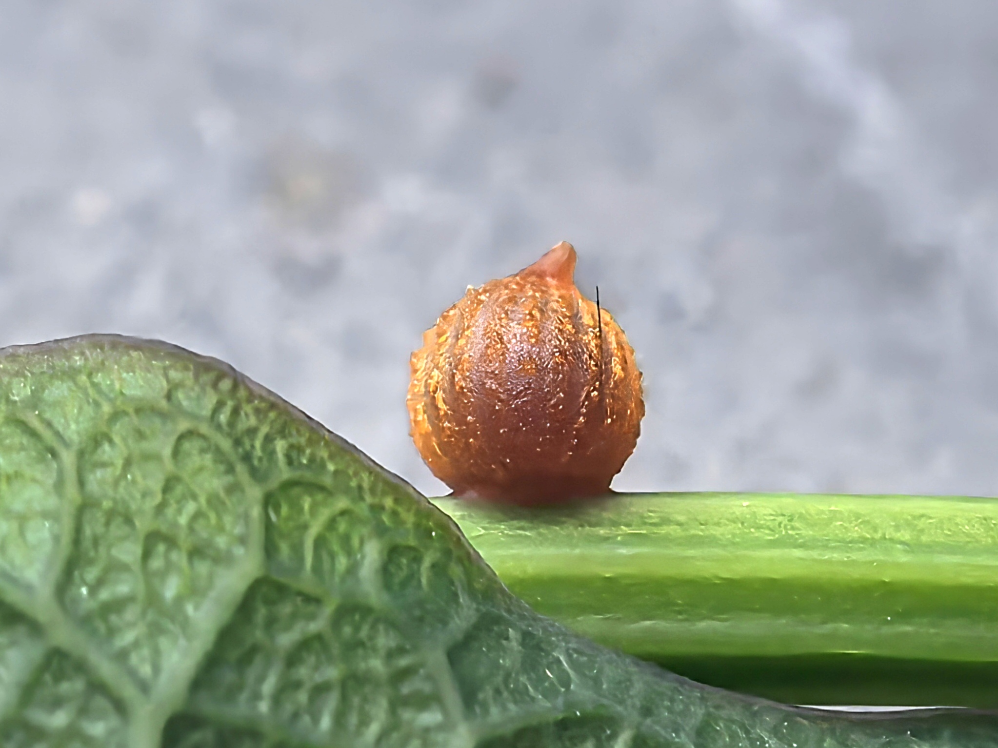 灰绒麝凤蝶