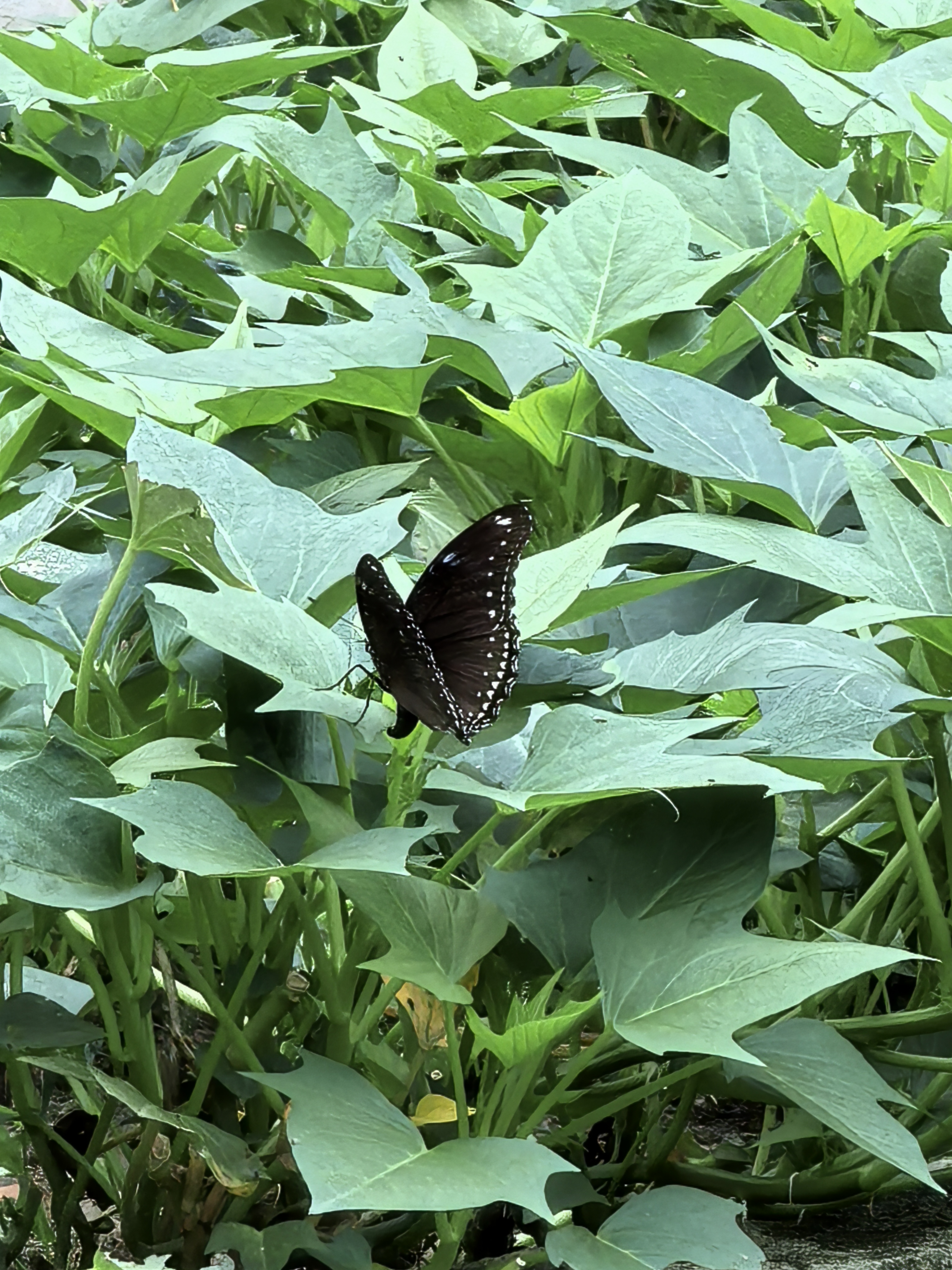 幻紫斑蛱蝶