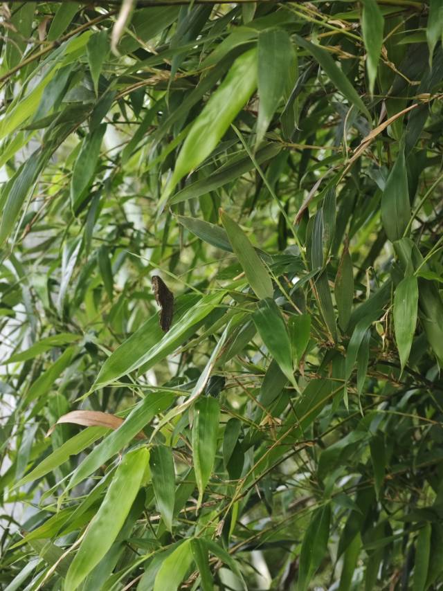 蒙链荫眼蝶