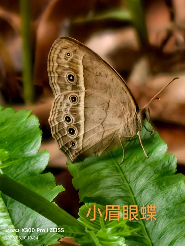 拟裴眉眼蝶