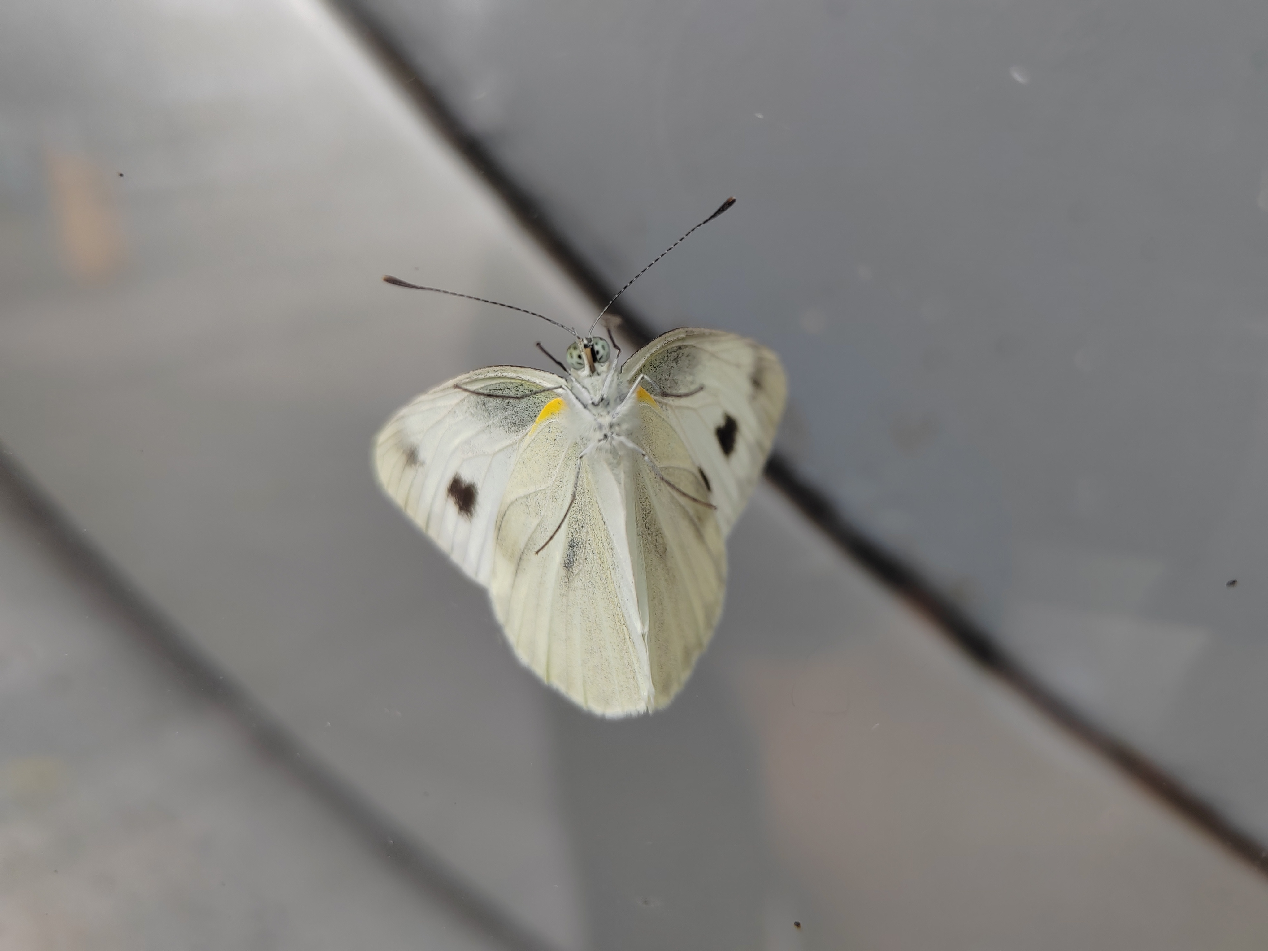 东方菜粉蝶