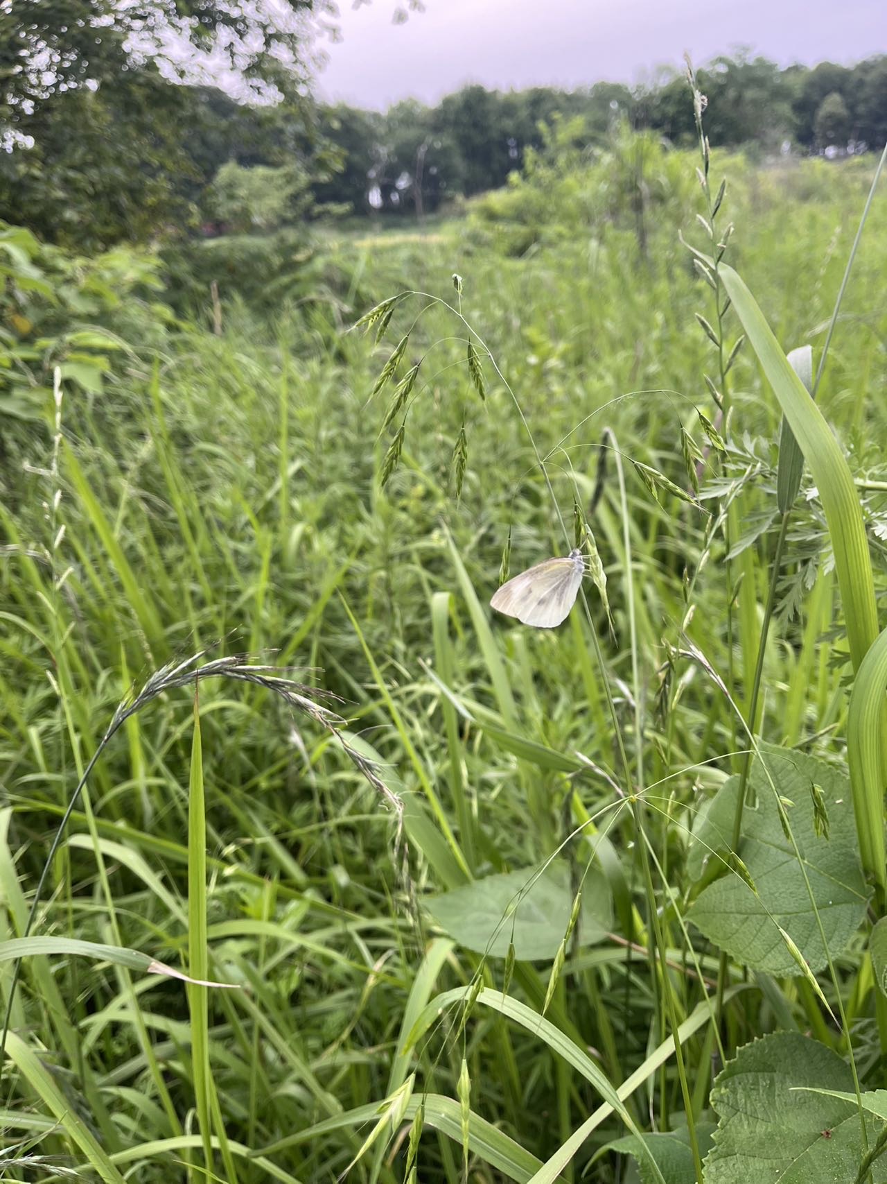 菜粉蝶