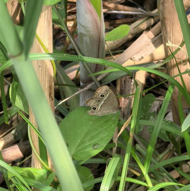 稻眉眼蝶