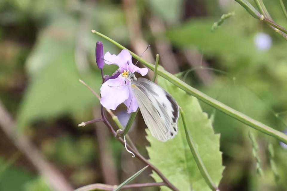 东方菜粉蝶