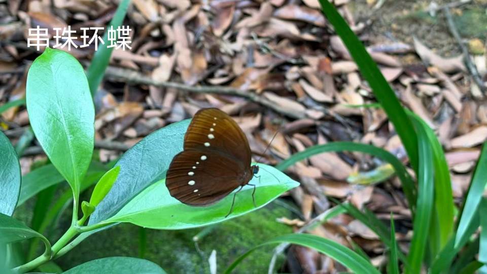 串珠环蝶