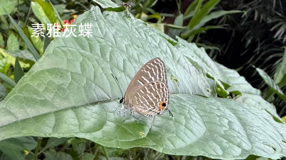素雅灰蝶