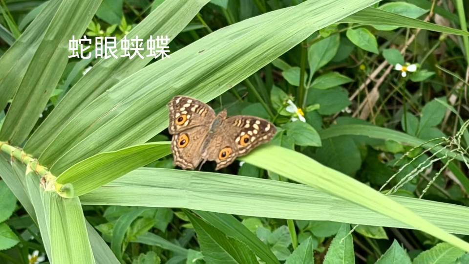 蛇眼蛱蝶