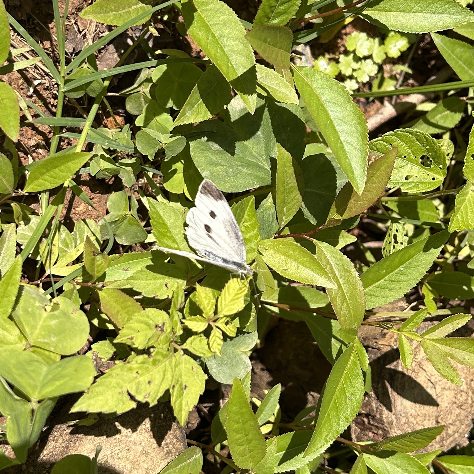 菜粉蝶