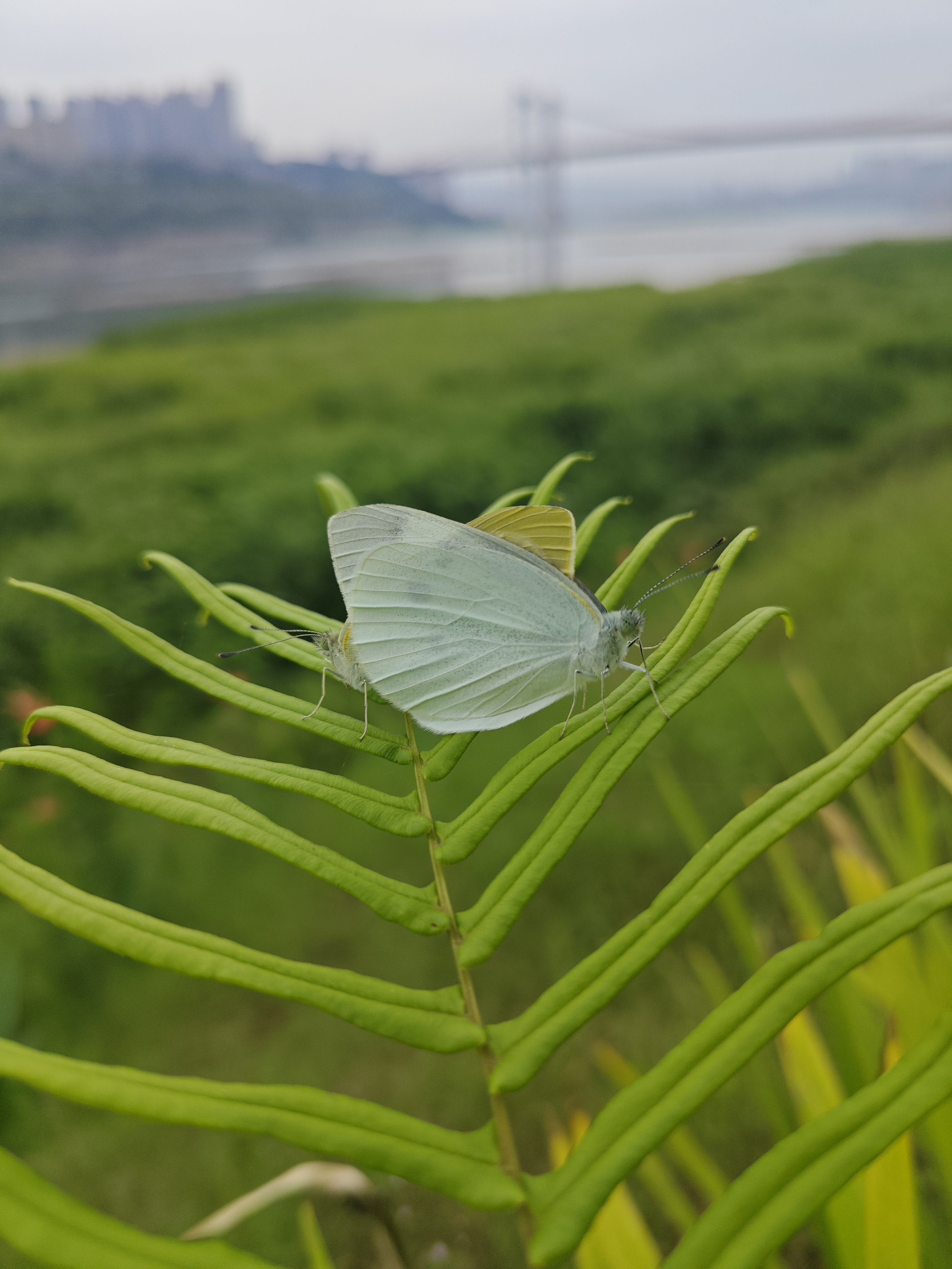 菜粉蝶