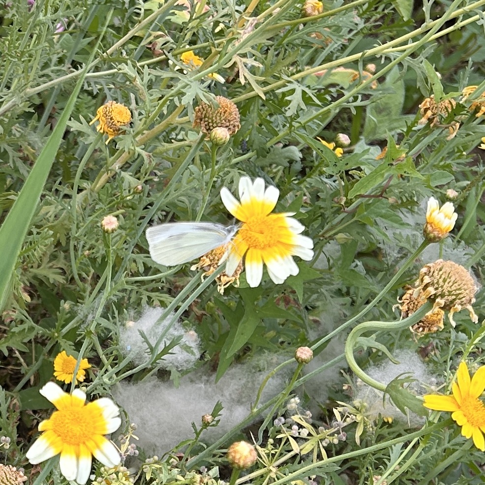 菜粉蝶