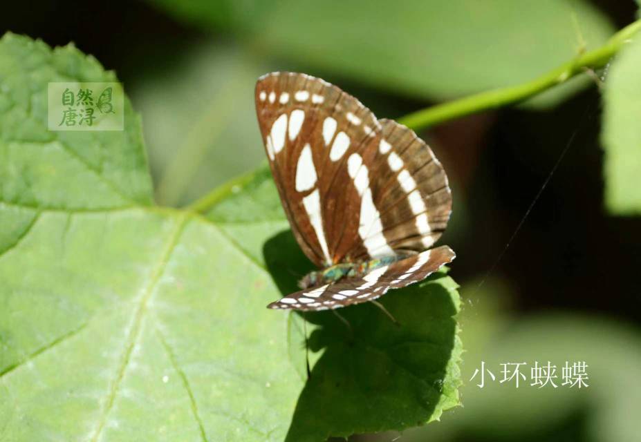 小环蛱蝶