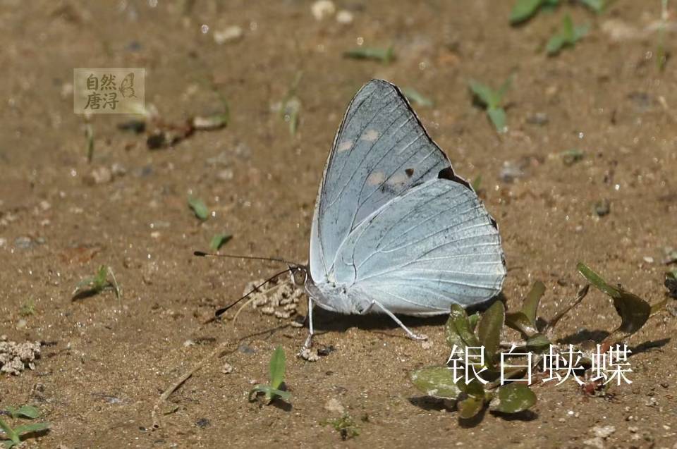 银白蛱蝶