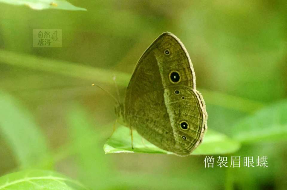 僧袈眉眼蝶