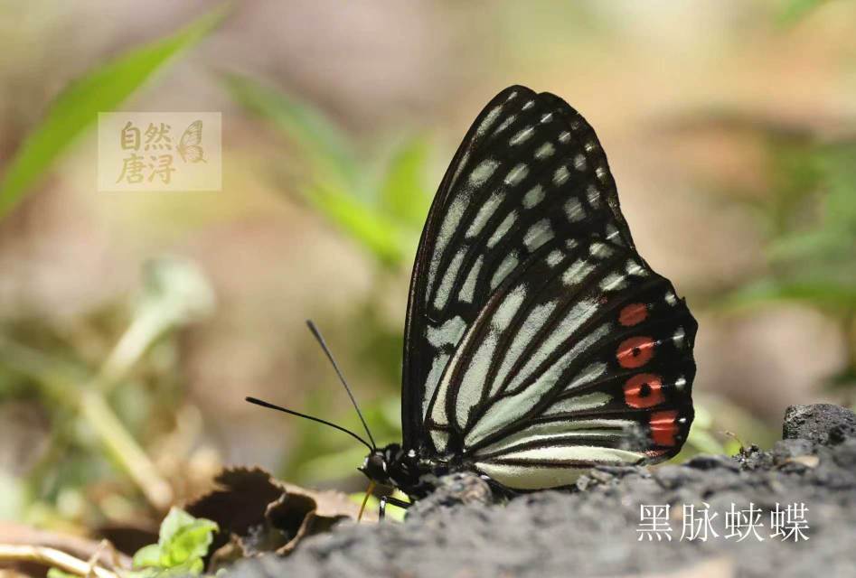 黑脉蛱蝶