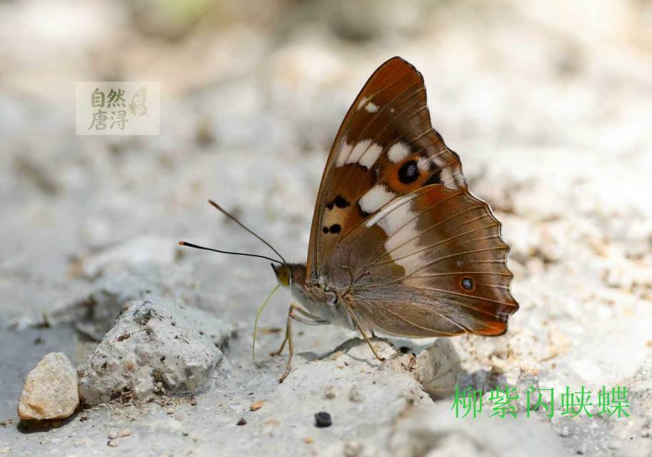 柳紫闪蛱蝶