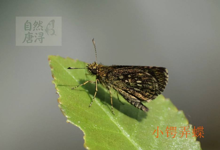 小锷弄蝶