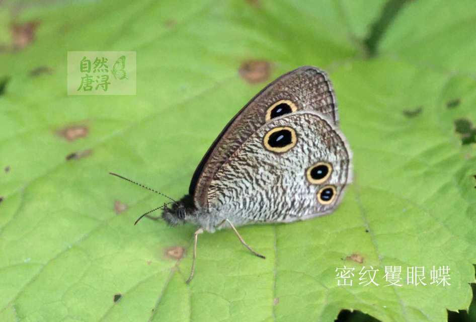 密纹矍眼蝶