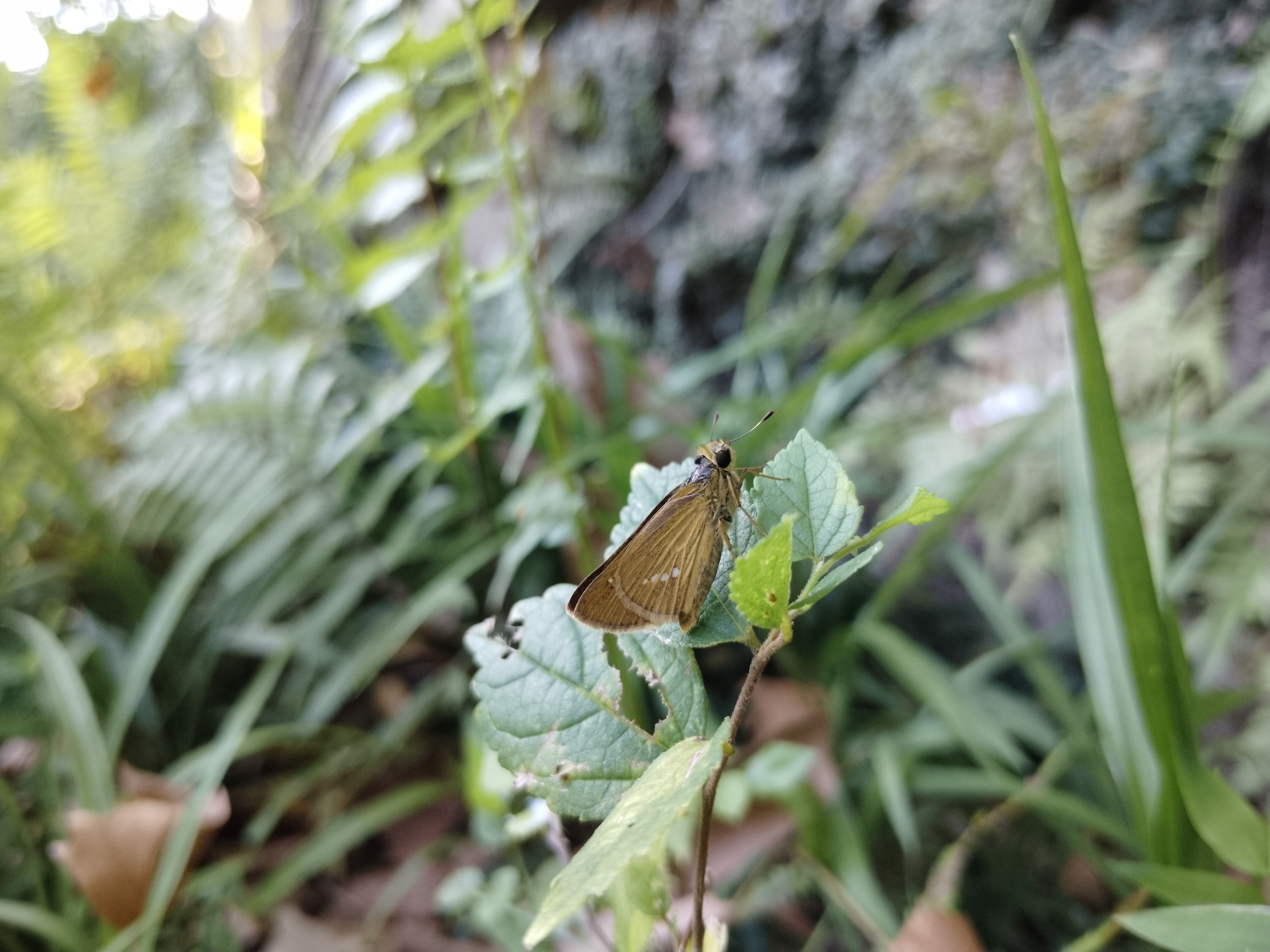 直纹稻弄蝶