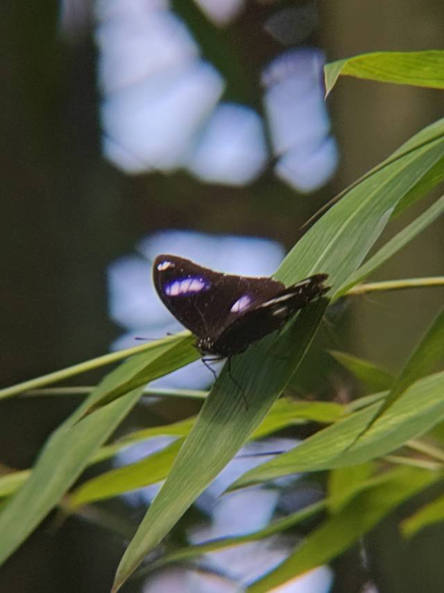 幻紫斑蛱蝶