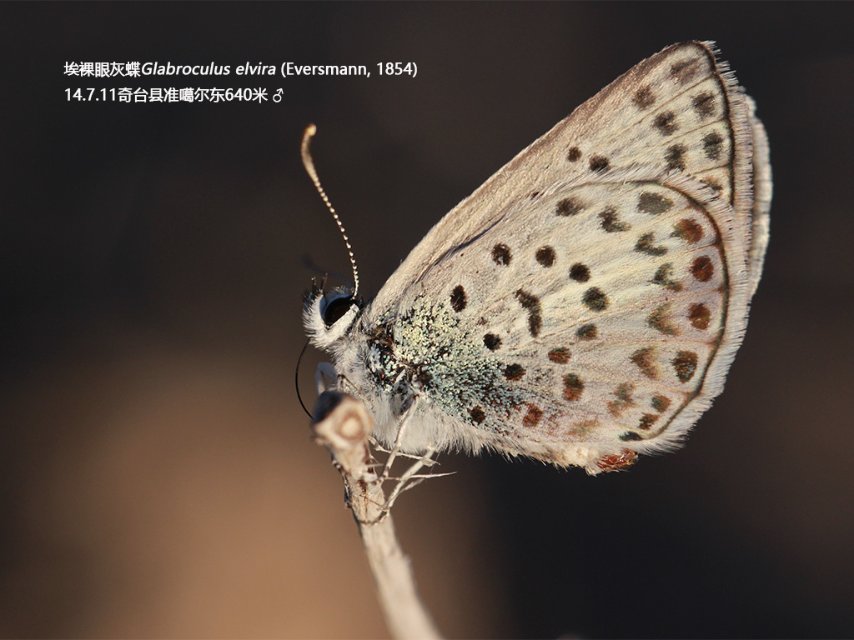 埃裸眼灰蝶