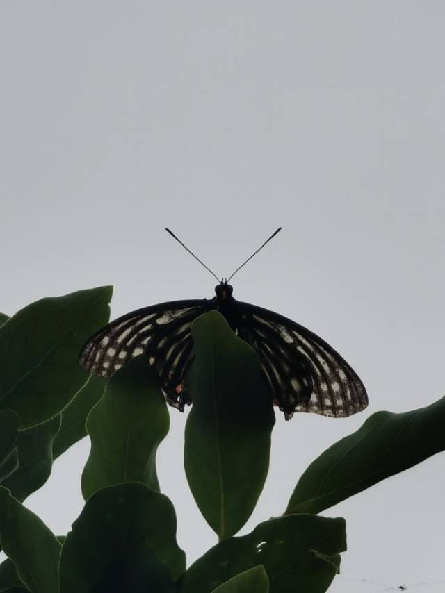 黑脉蛱蝶