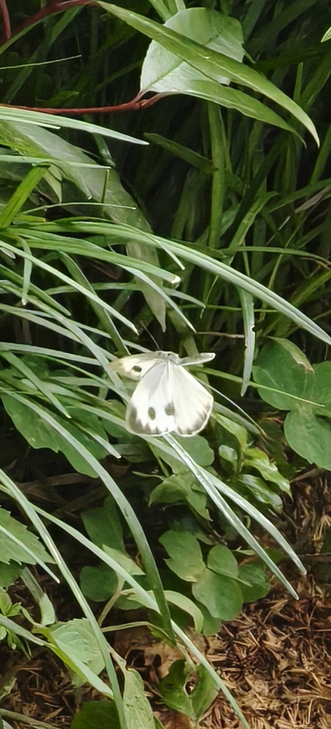 东方菜粉蝶