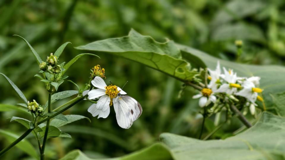东方菜粉蝶