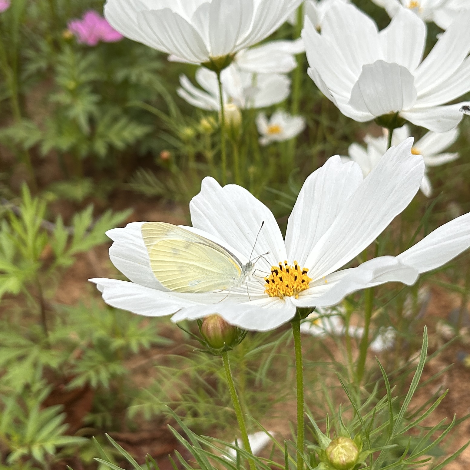 菜粉蝶