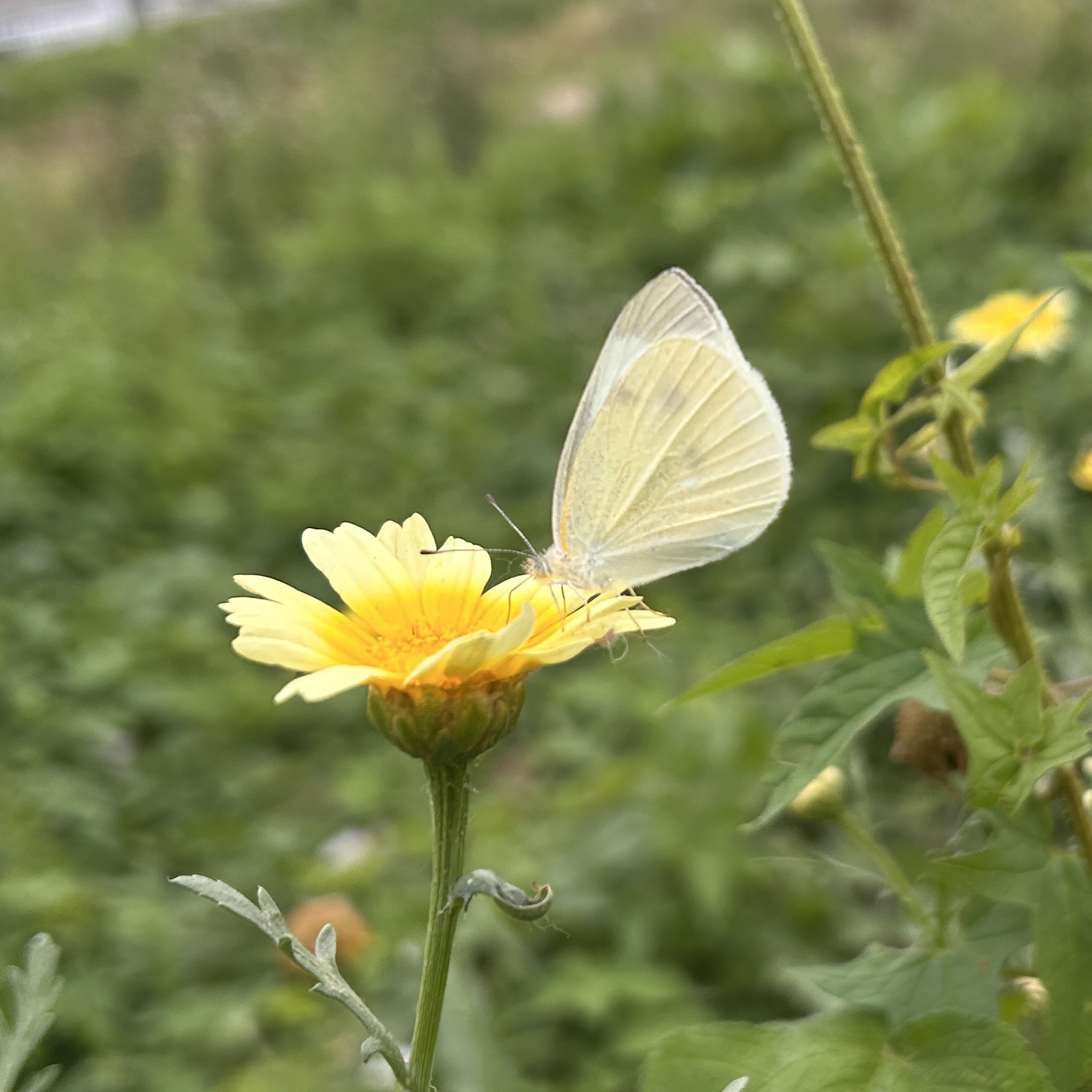 菜粉蝶