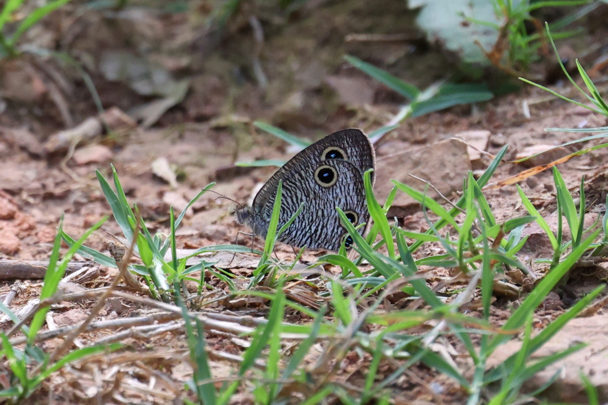 密纹矍眼蝶