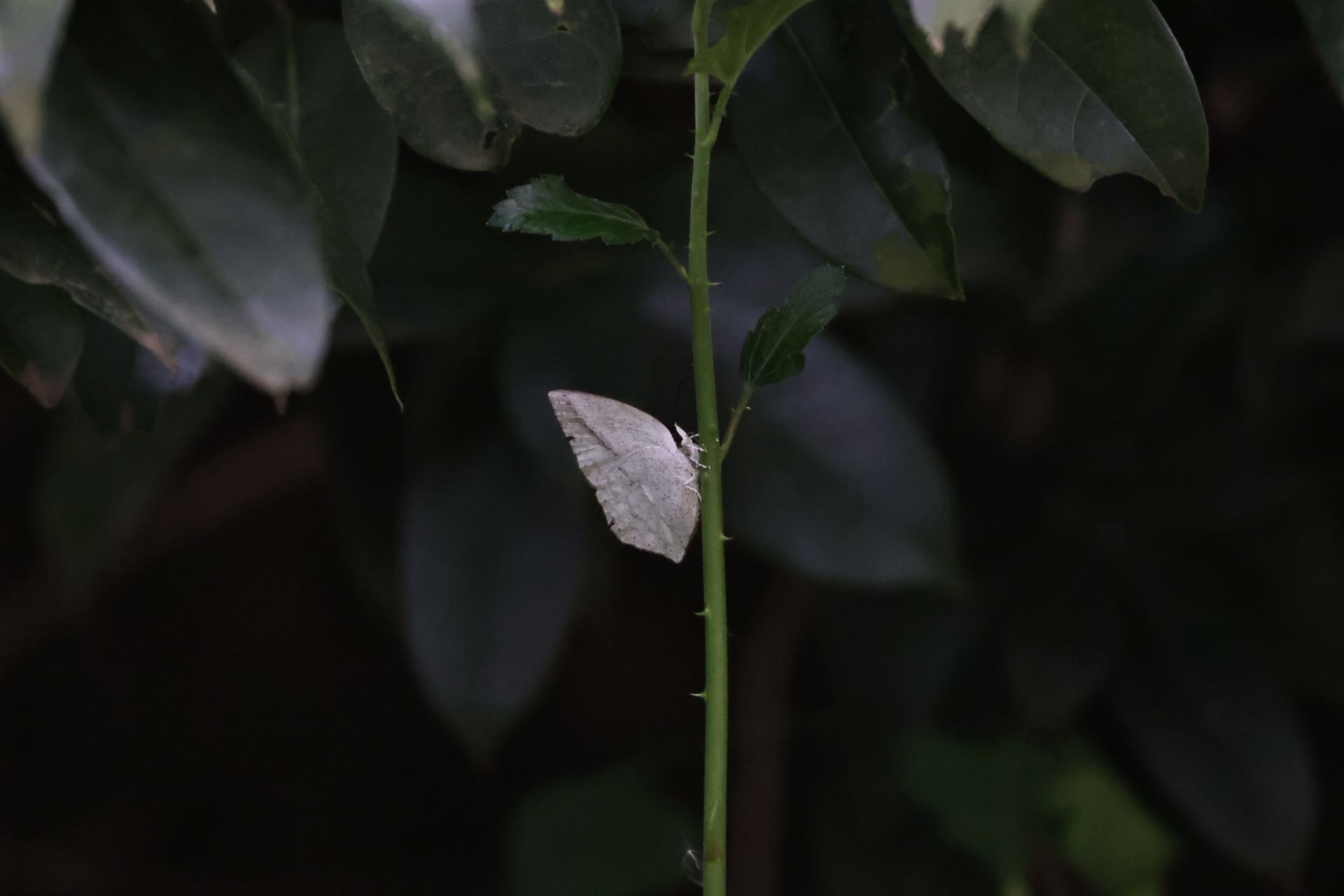 尖翅银灰蝶