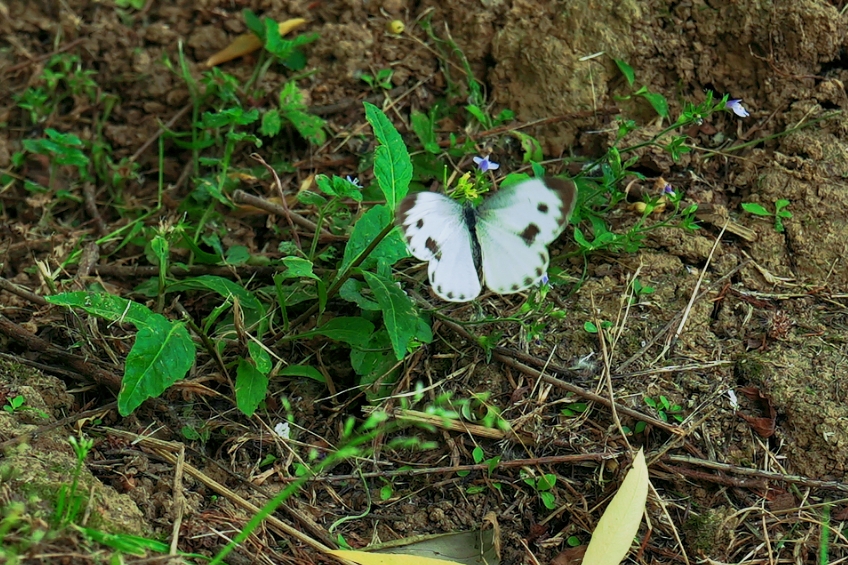 东方菜粉蝶