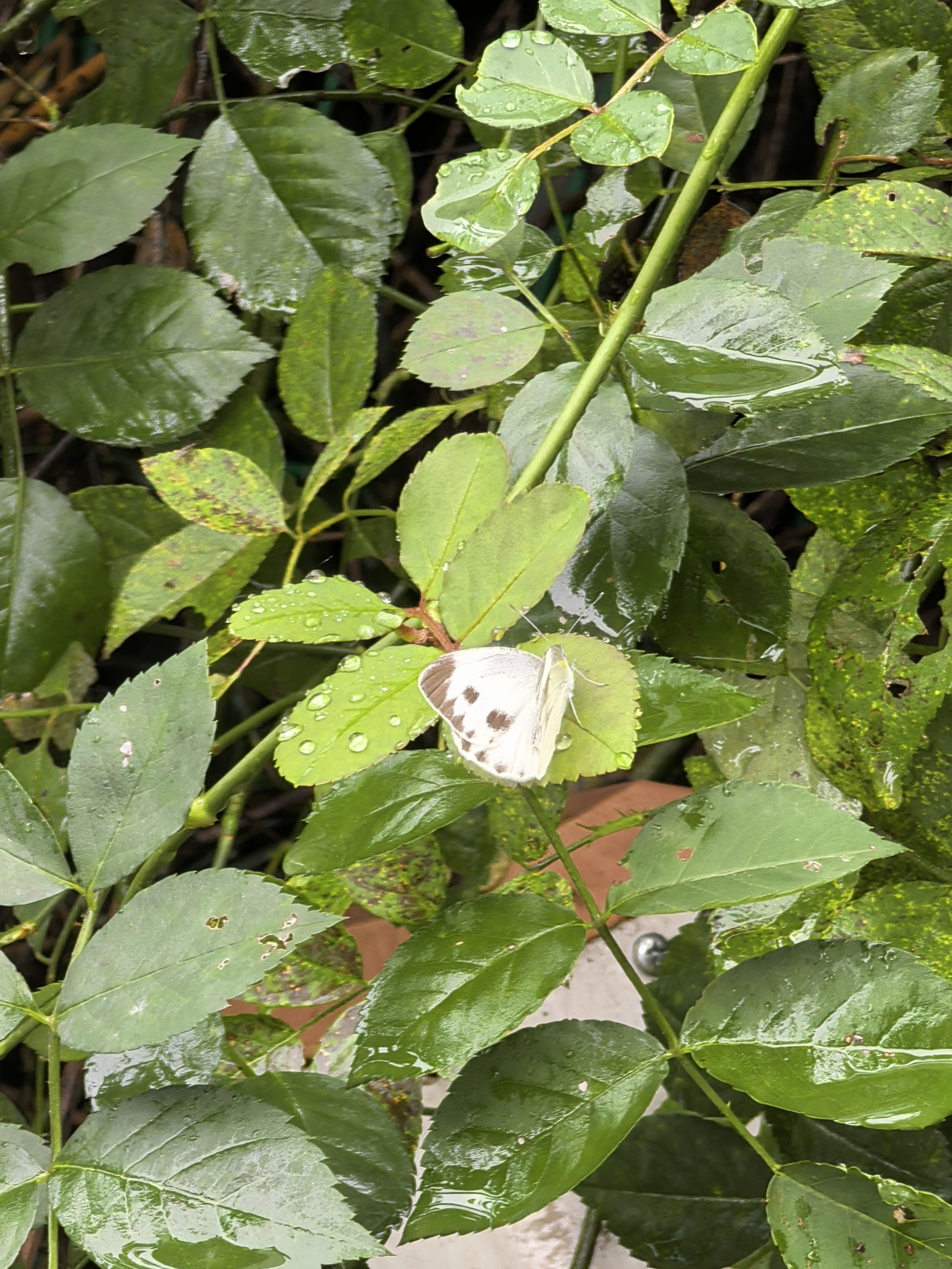东方菜粉蝶
