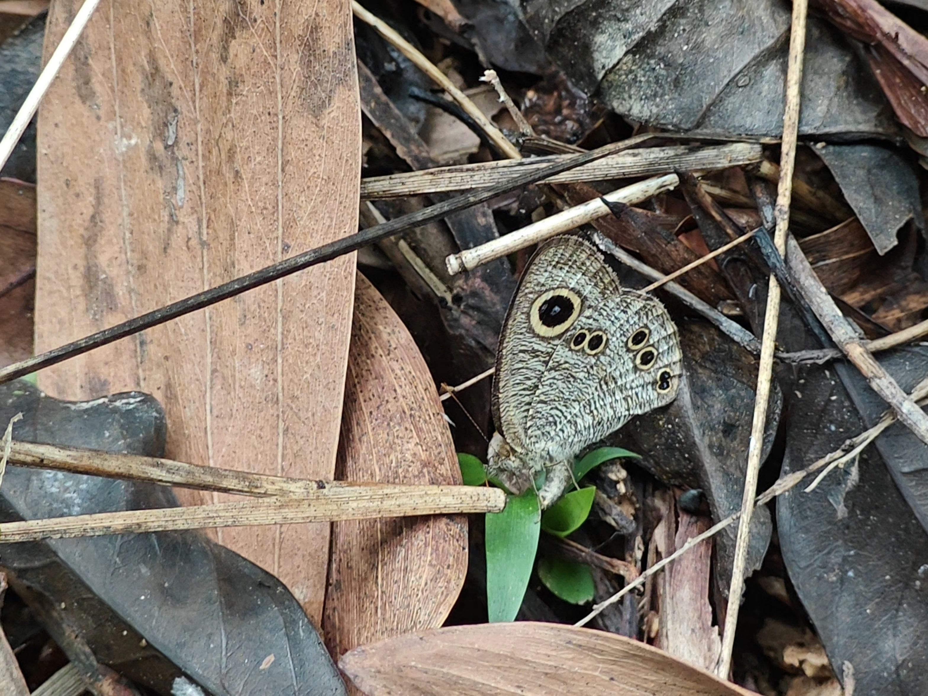 矍眼蝶